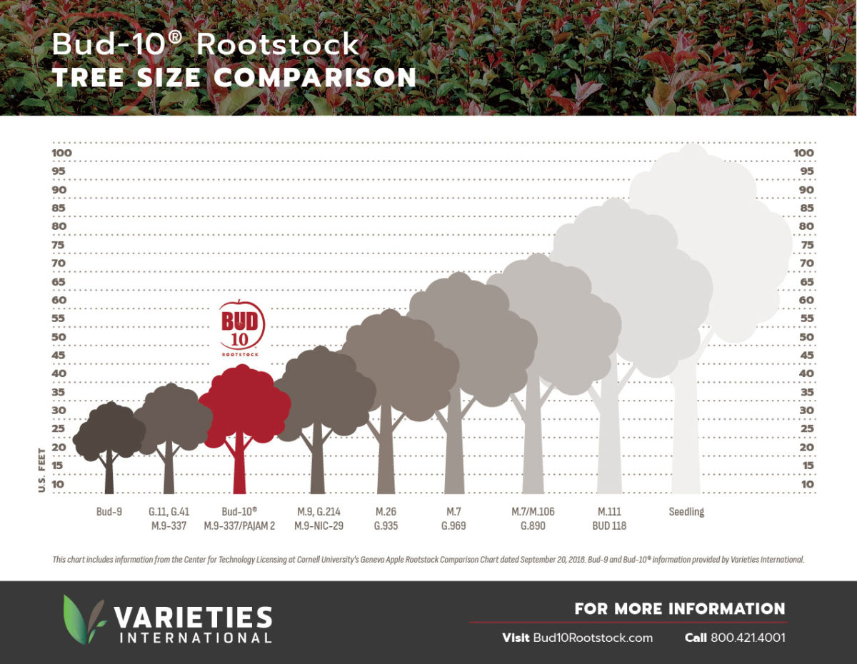 Bud10® Rootstock • Tree Size Comparison