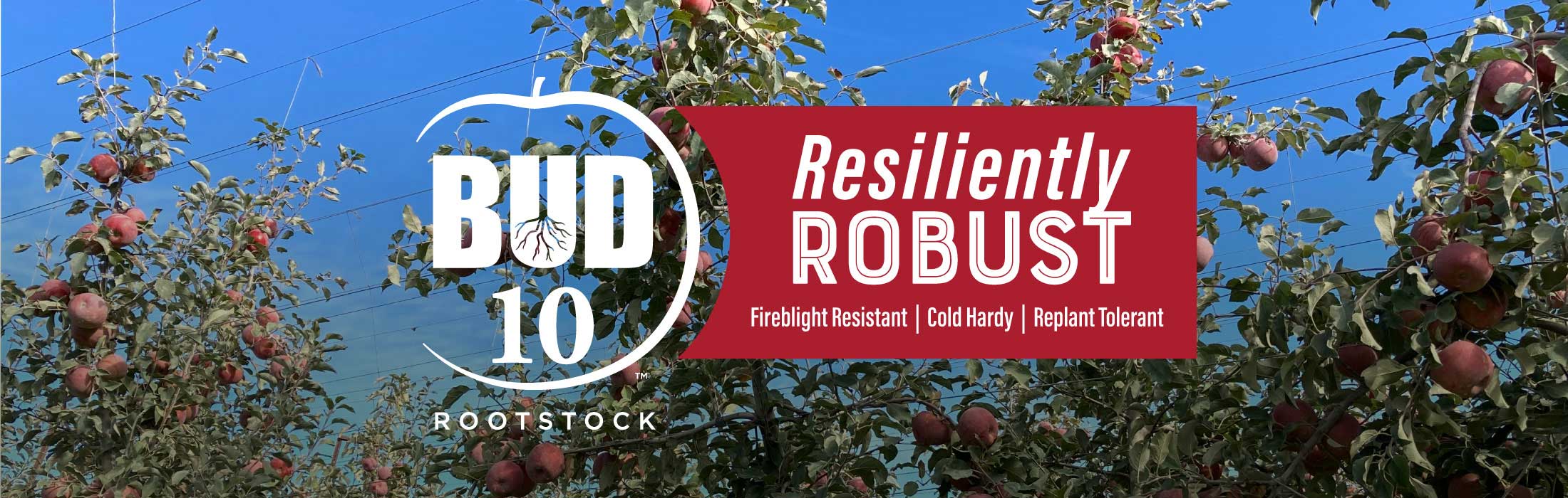Bud 10 Rootstock • Resiliently ROBUST • From Tree Connection